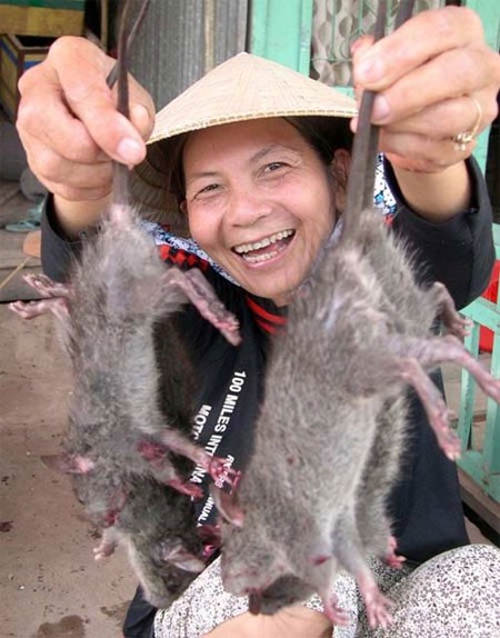 Chị Trương Thị Bé Sáu cười toét miệng khi hai tay nắm đuôi mấy chú chuột cống , chuẩn bị làm sạch bán cho khách ở Phụng hiệp – Hậu Giang.